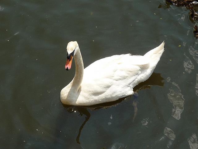 066