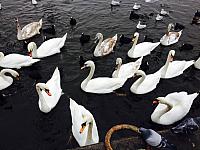 thumb IMG 0082 1024
