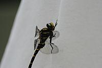 DSC 7163